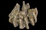 Crinoid Crown (Agaricocrinus) Fossil - Crawfordsville, Indiana #94347-1